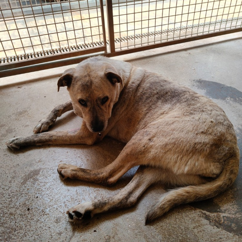 Rexie - Chien à adopter