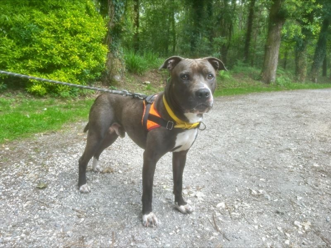 Dante - Chien à adopter