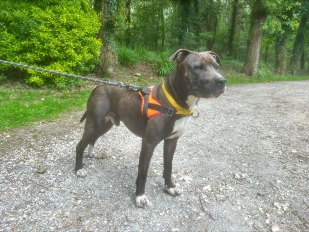 Dante - Chien à adopter - photo 2