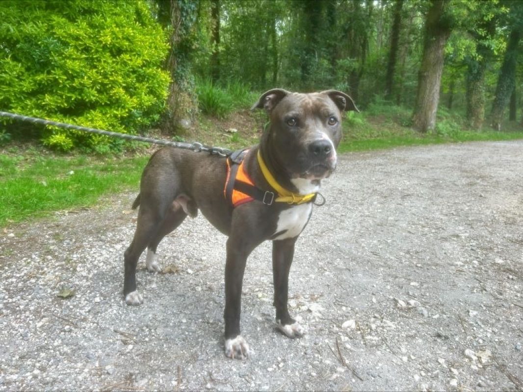 Dante - Chien à adopter