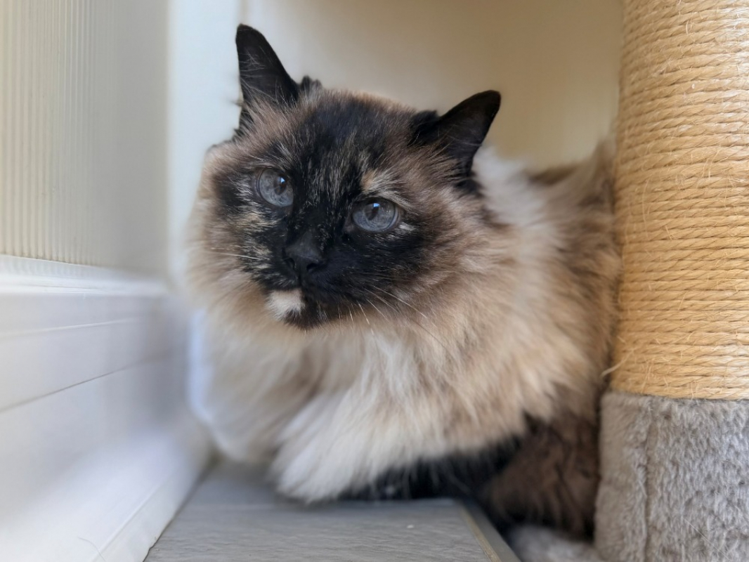 Photo #1 de Minette