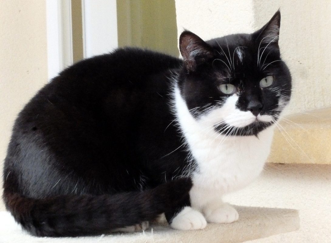 Vanille - Chat Européen à adopter
