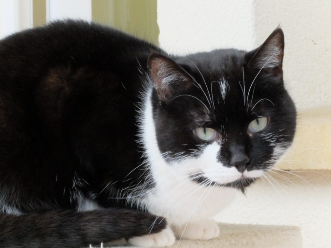 Vanille - Chat Européen à adopter - photo 2