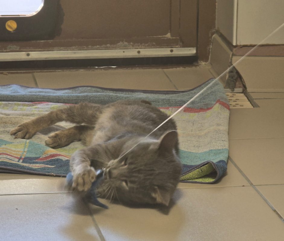 Grizzli - Chat Européen à adopter - photo 2