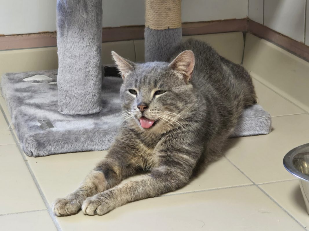 Grizzli - Chat Européen à adopter - photo 3