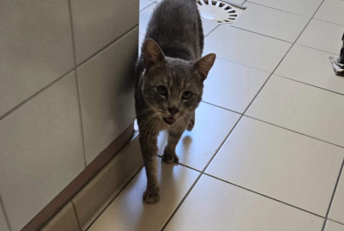 Grizzli - Chat Européen à adopter - photo 4