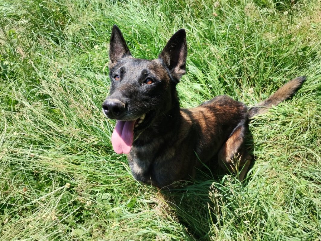Mambo - Chien Berger Belge Malinois à adopter - photo 2