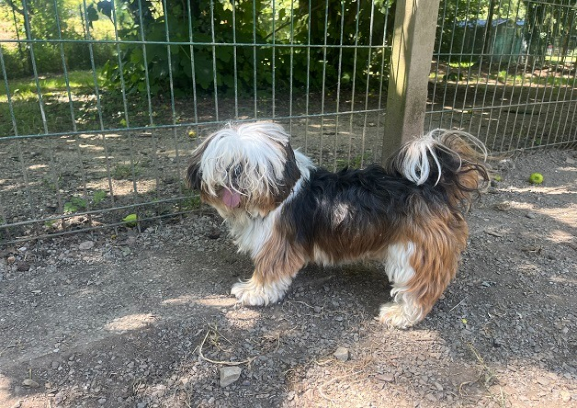 Ulysse - Chien Shih Tzu à adopter