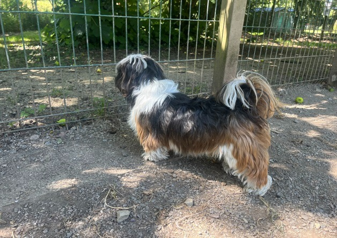 Ulysse - Chien Shih Tzu à adopter - photo 2