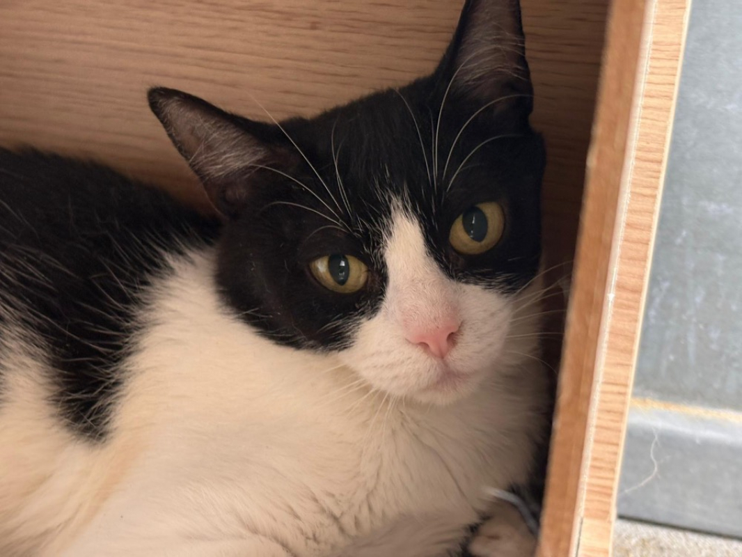 Tamaris - Chat Européen à adopter