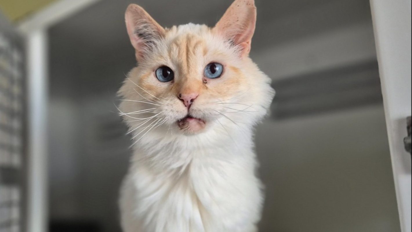 Chanel - Chat Européen à adopter