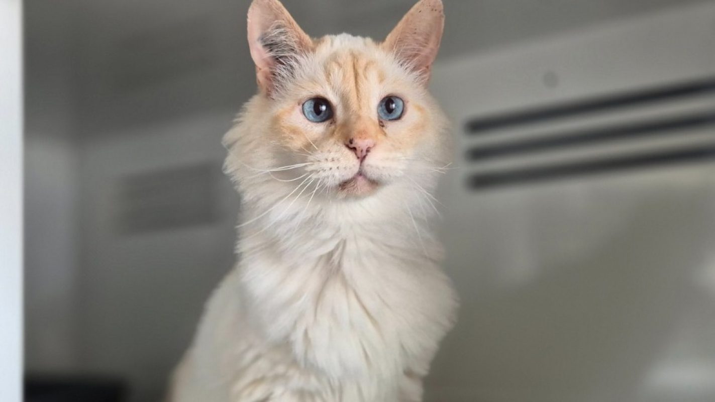 Chanel - Chat Européen à adopter - photo 2