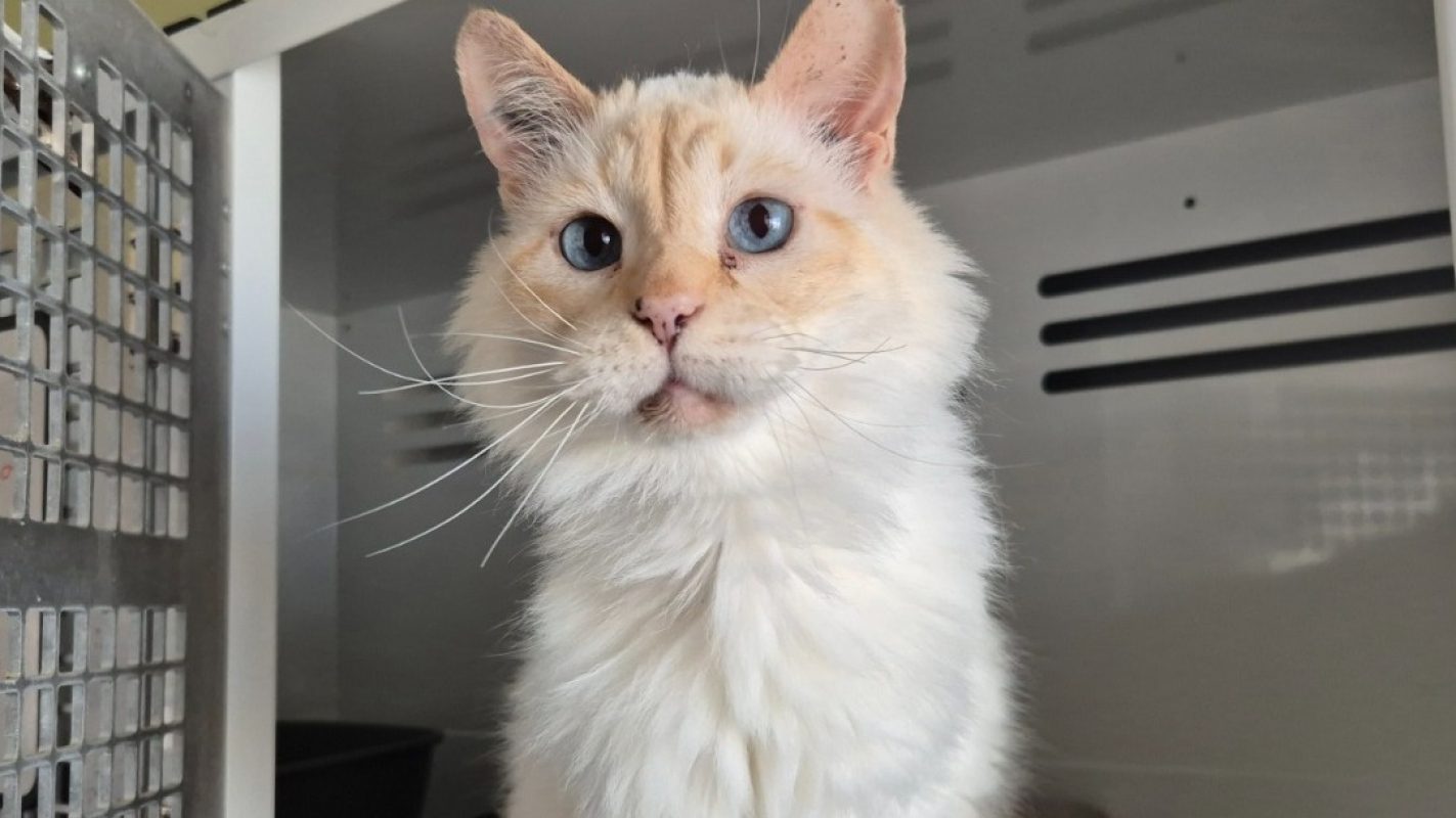 Chanel - Chat Européen à adopter - photo 3