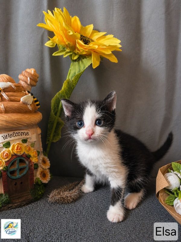 Elsa - Chat à adopter - photo 2