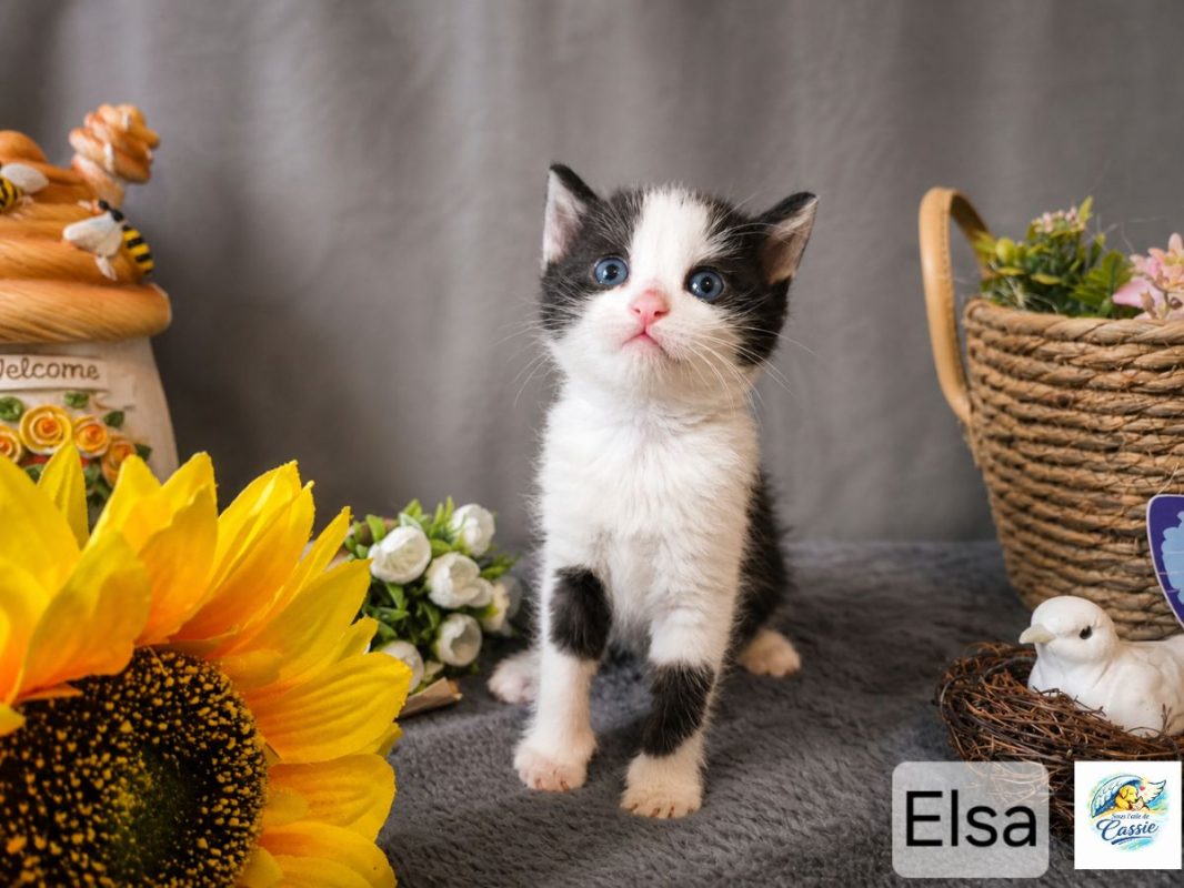 Elsa - Chat à adopter