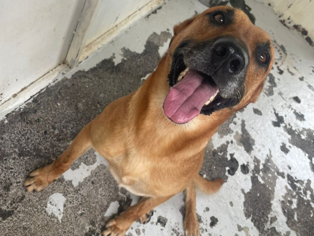 Stark - Chien à adopter