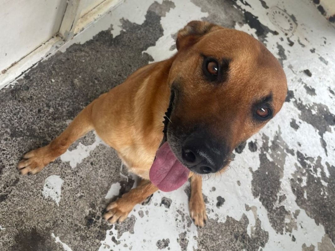 Stark - Chien à adopter - photo 2
