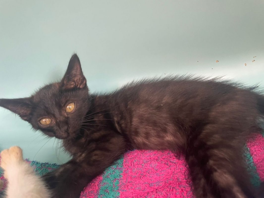 Bernie - Chat Européen à adopter