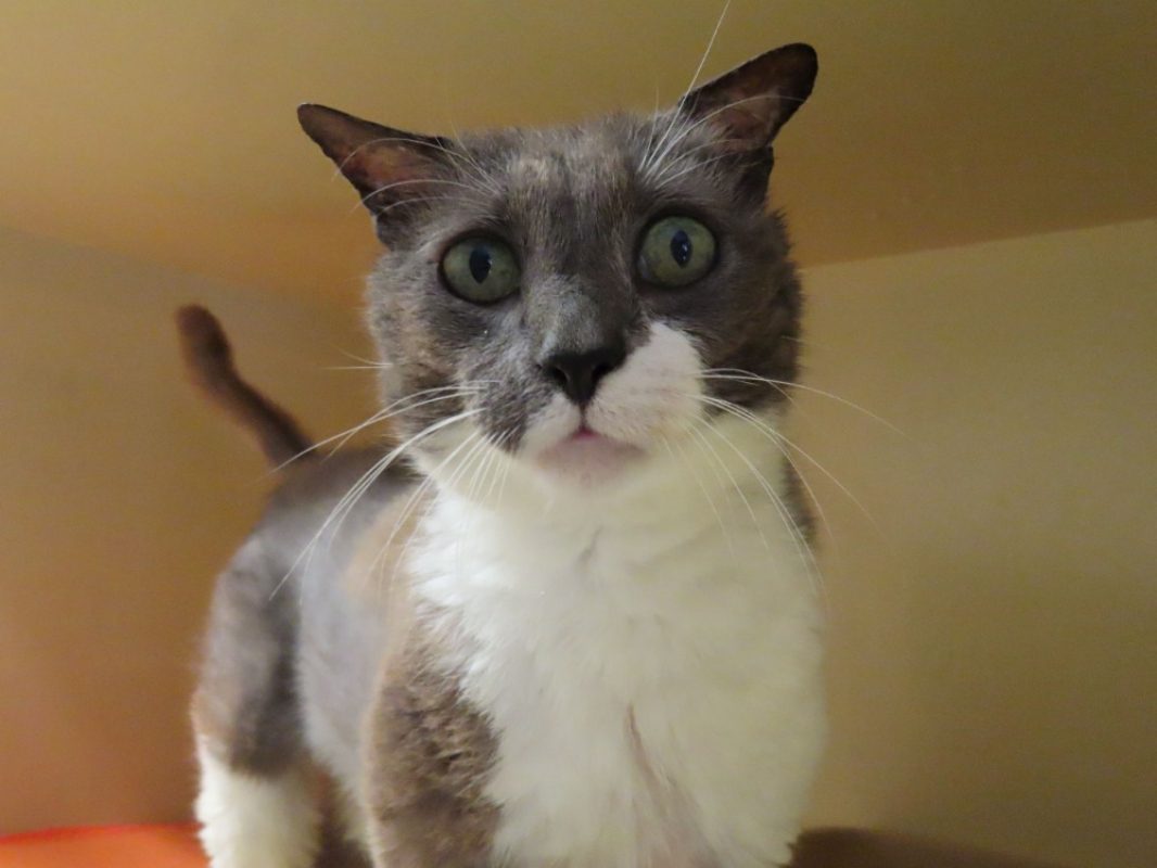 Malo - Chat Européen à adopter
