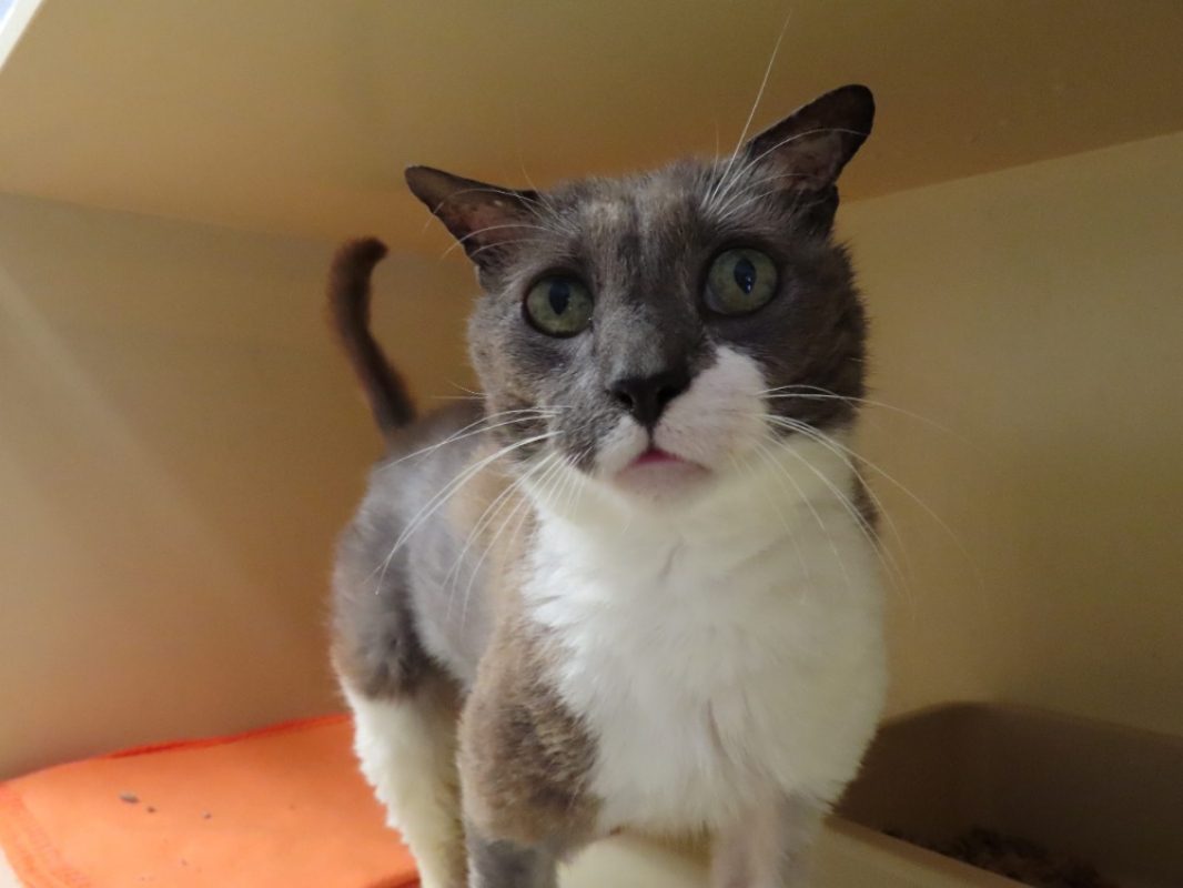 Malo - Chat Européen à adopter - photo 2