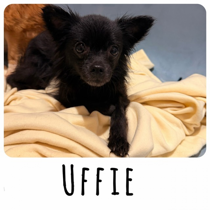 Photo de Uffie