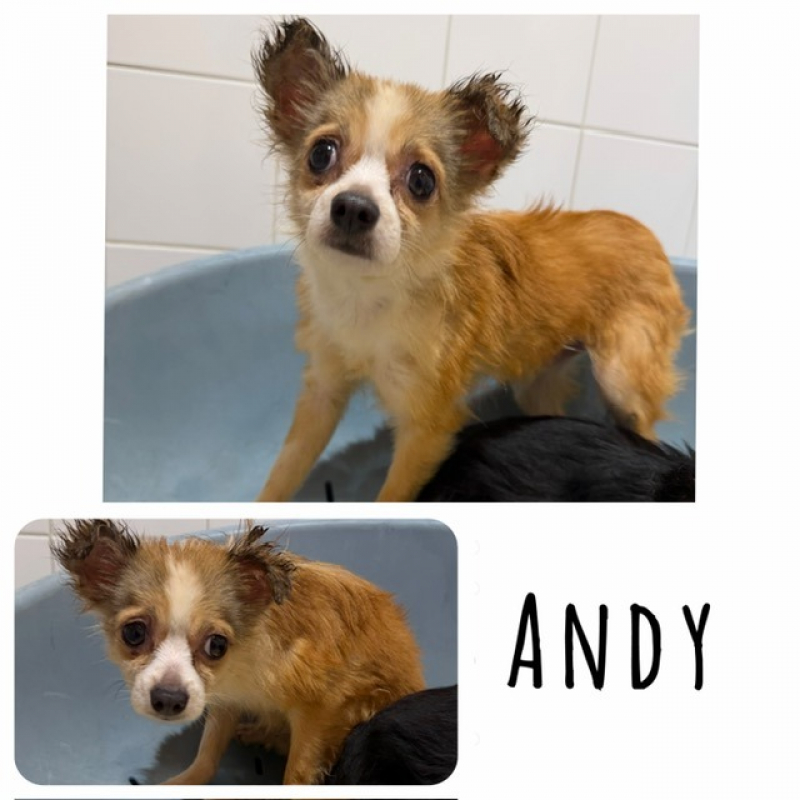 Photo de Andy