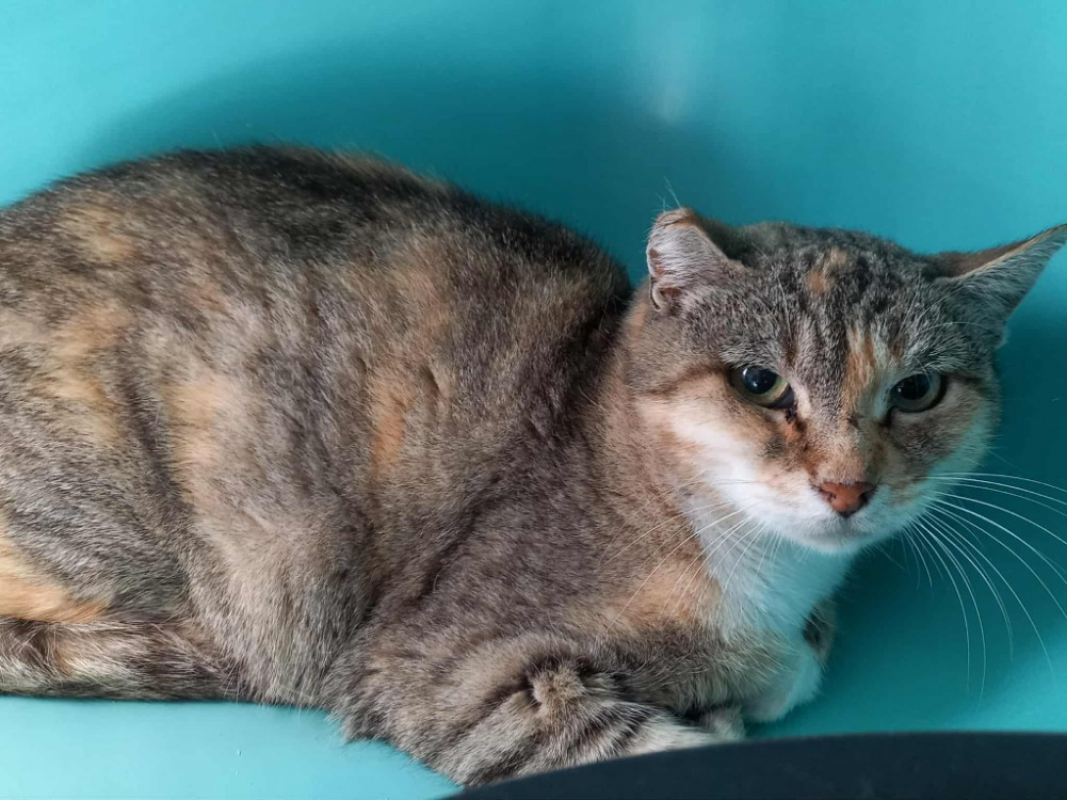 Photo #2 de Chine qct