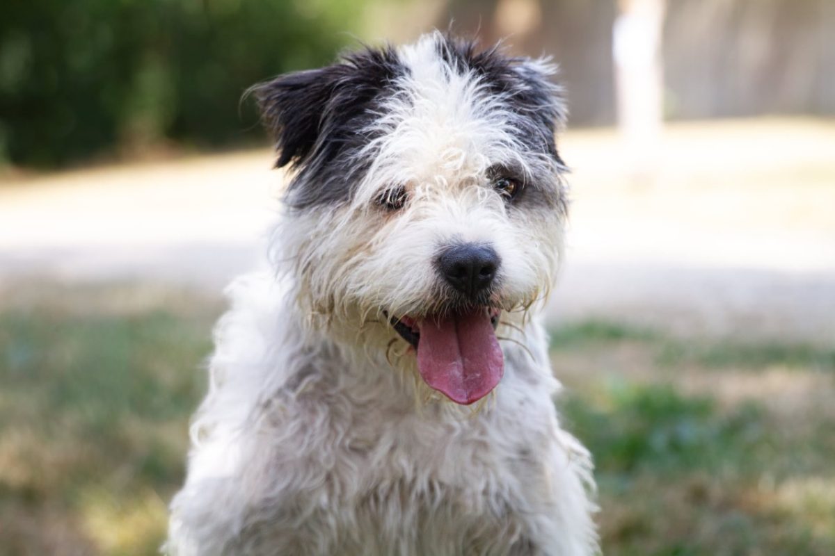 Johnny - Chien Briquet Griffon Vendéen à adopter