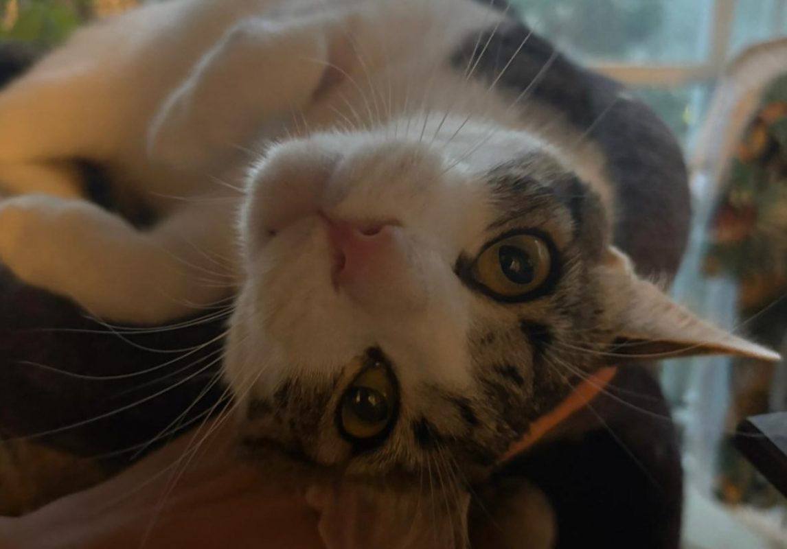 Vizir - Chat Européen à adopter