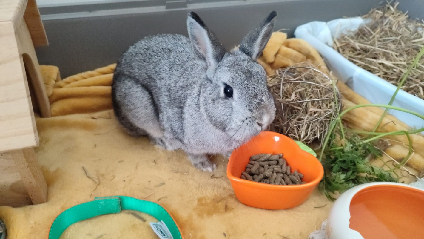 Photo de Fleur