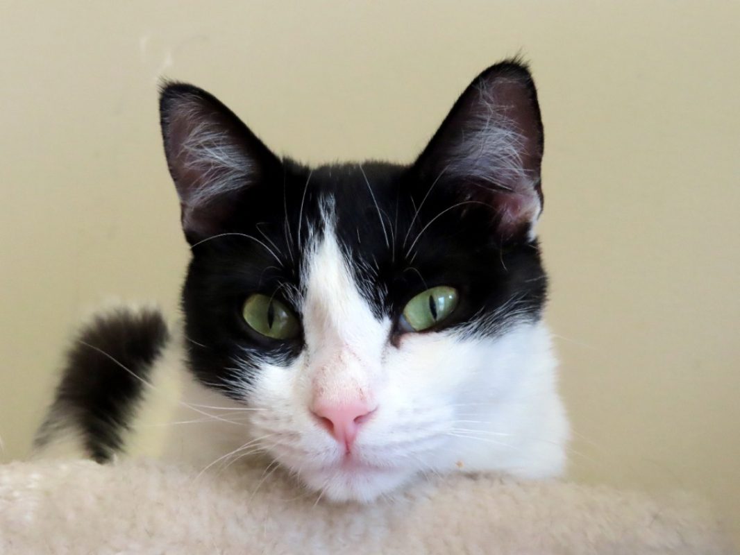 June - Chat Européen à adopter