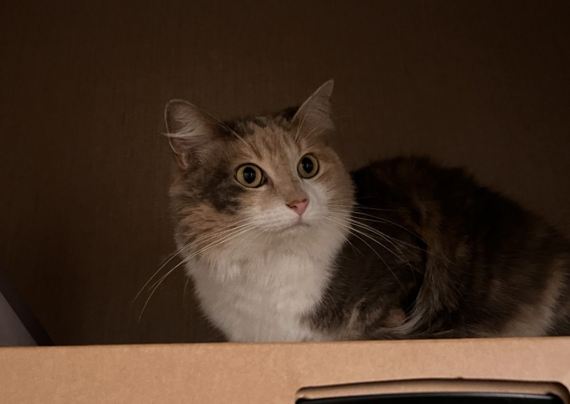 Vahine - Chat Européen à adopter