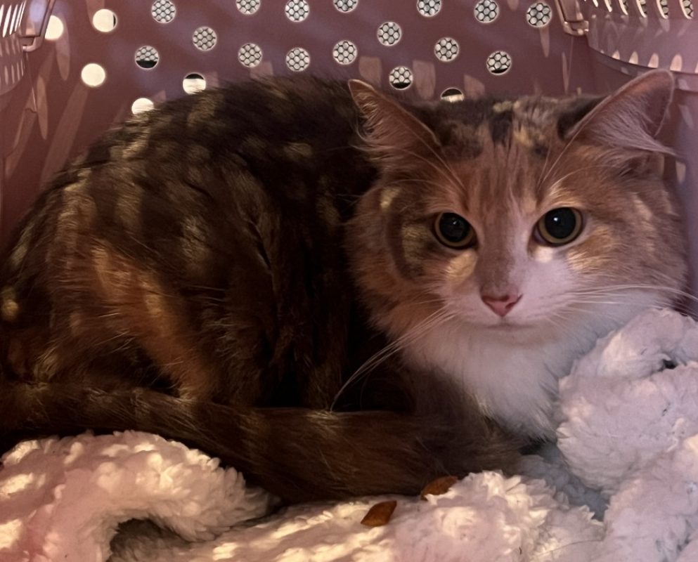 Vahine - Chat Européen à adopter - photo 2
