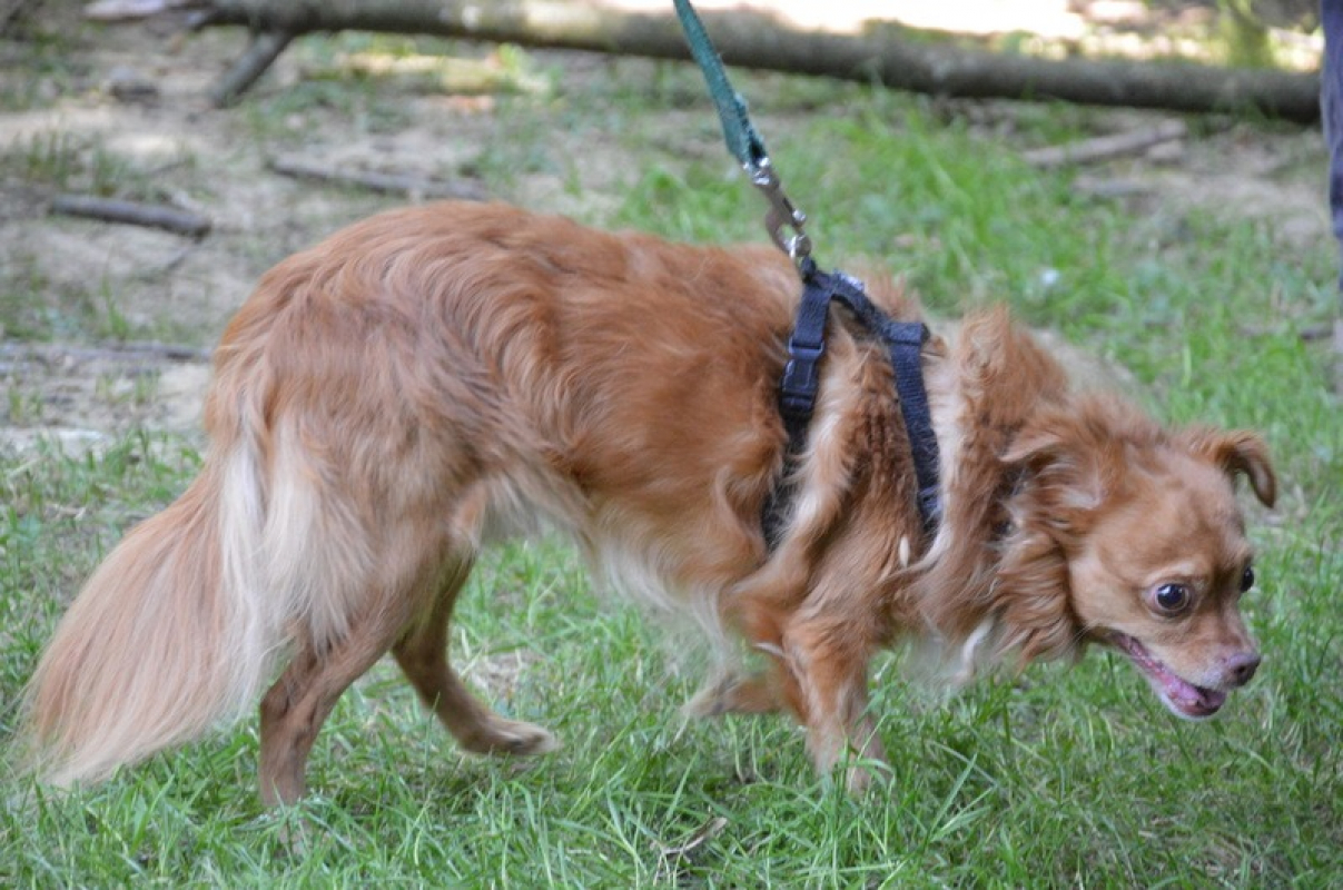 Photo #3 de Porthos