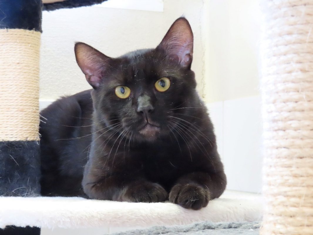 Zouk - Chat Européen à adopter