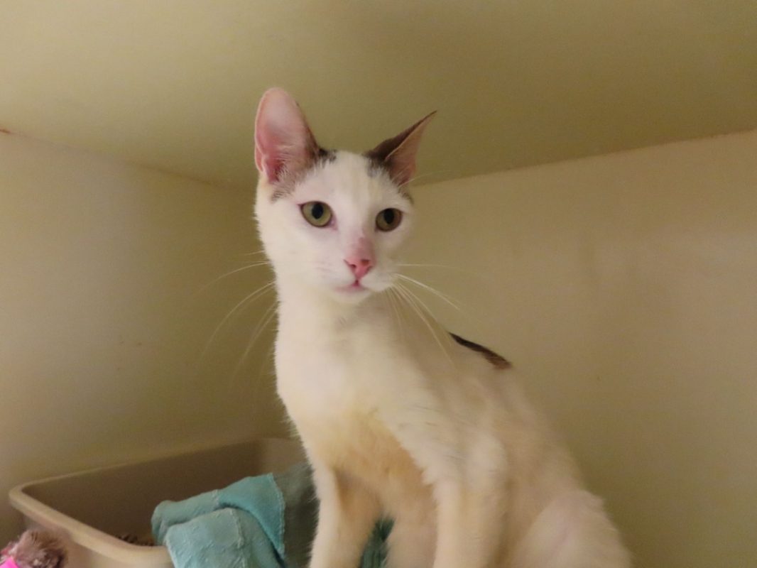 Sirtaki - Chat Européen à adopter