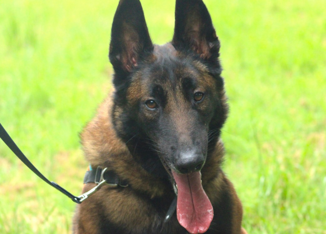 Usmann - Chien Berger Belge Malinois à adopter
