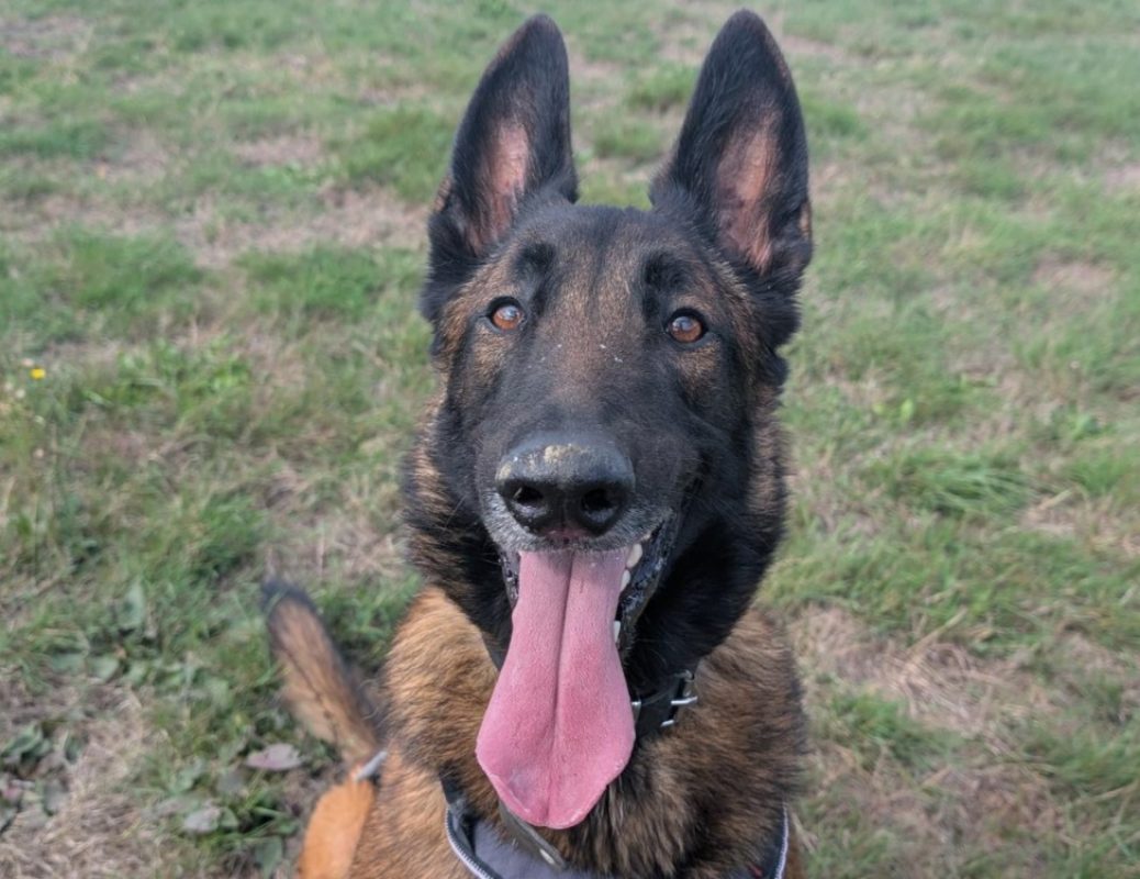 Usmann - Chien Berger Belge Malinois à adopter