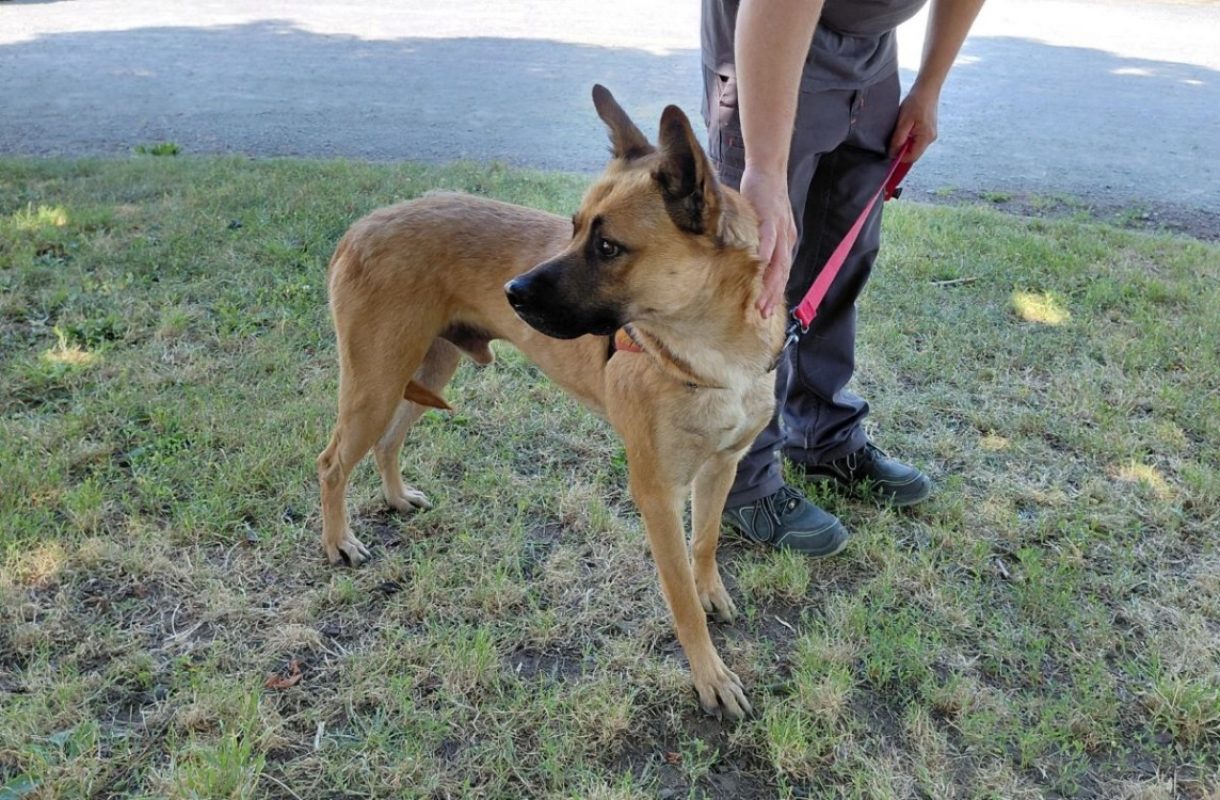 Buck - Chien à adopter