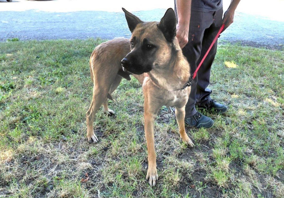 Buck - Chien à adopter - photo 2