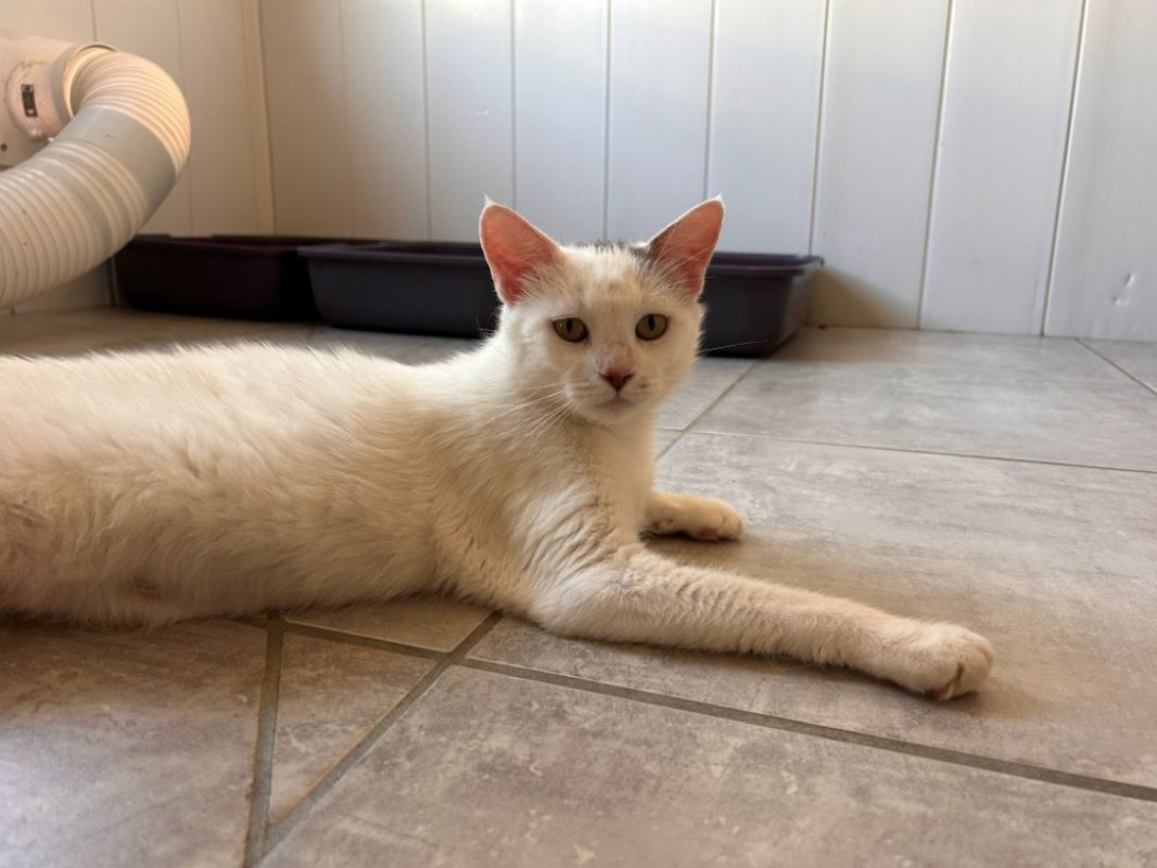 Broken - Chat Européen à adopter
