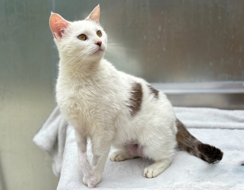 Broken - Chat Européen à adopter - photo 3