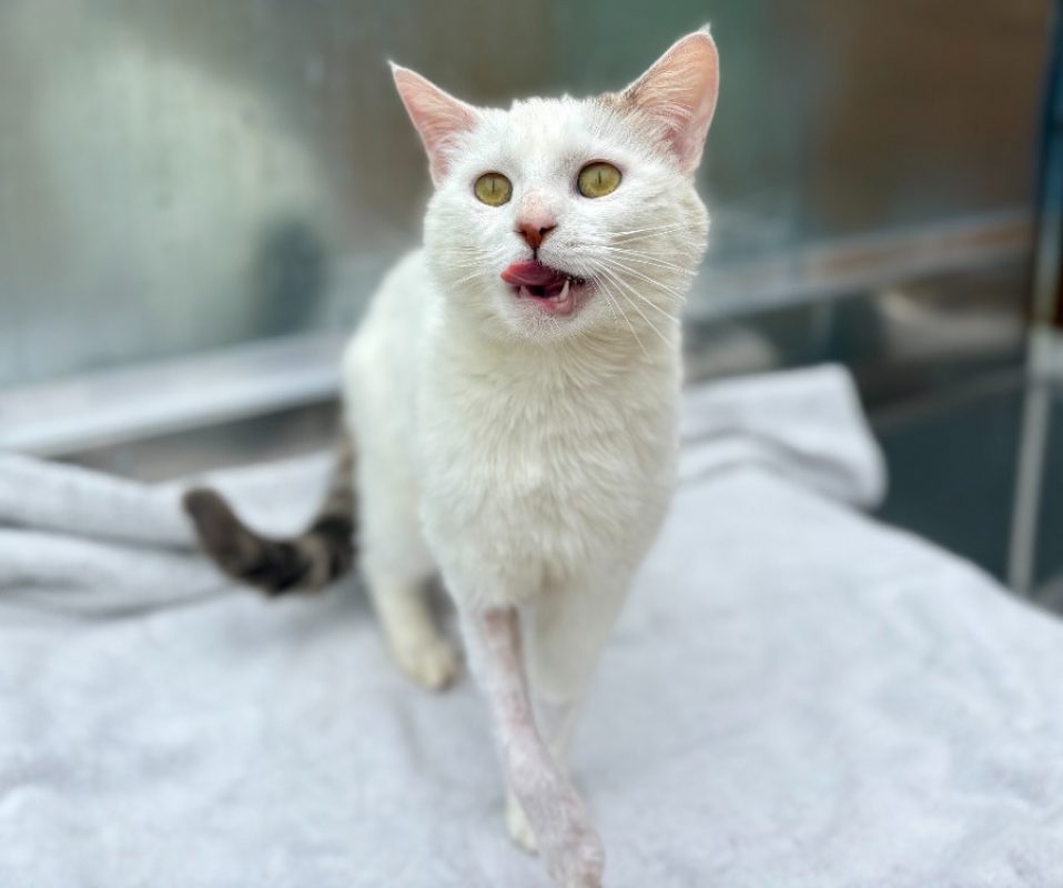 Broken - Chat Européen à adopter - photo 4