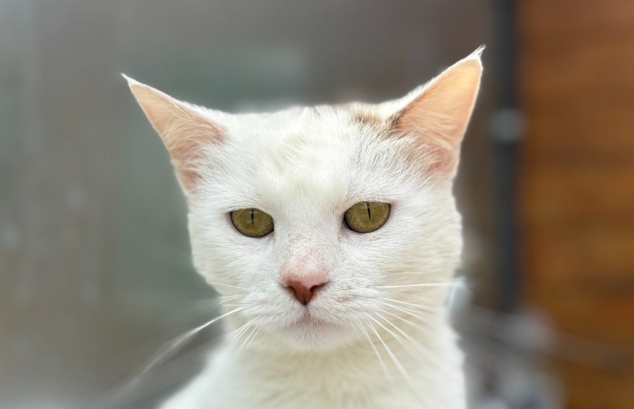 Broken - Chat Européen à adopter - photo 5