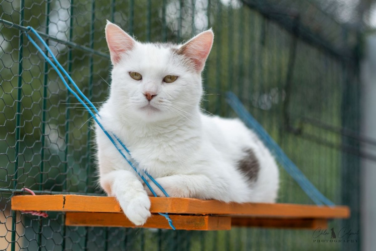 Broken - Chat Européen à adopter