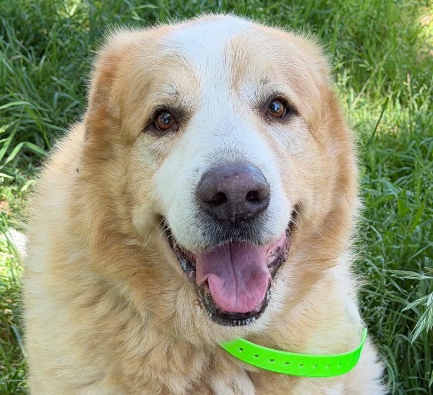 Patou - Chien à adopter - photo 2