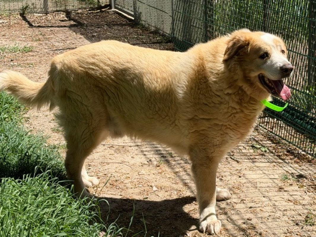 Patou - Chien à adopter - photo 3