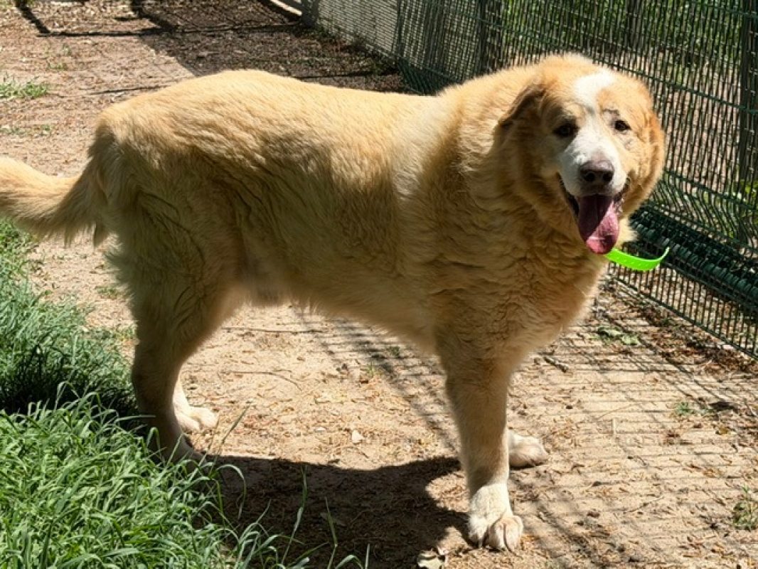 Patou - Chien à adopter - photo 4