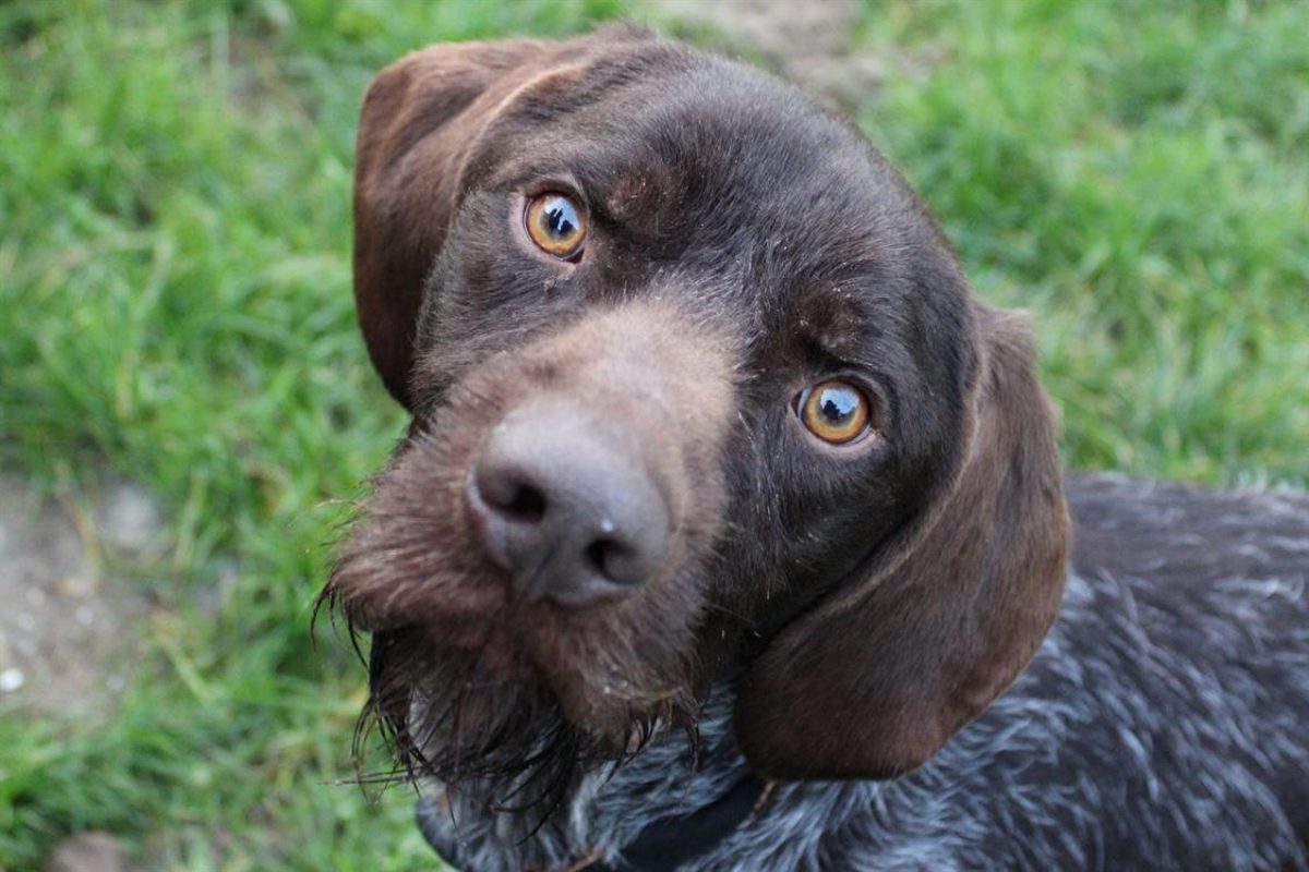 Fibus - Chien à adopter - photo 3