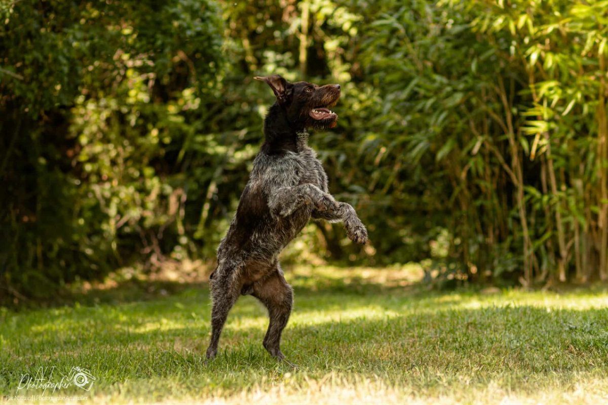 Fibus - Chien à adopter - photo 4